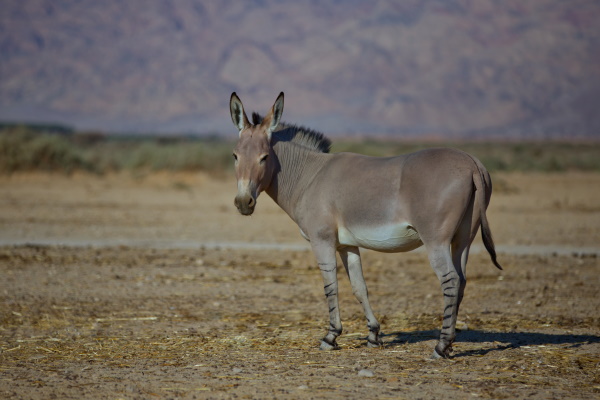 Donkey