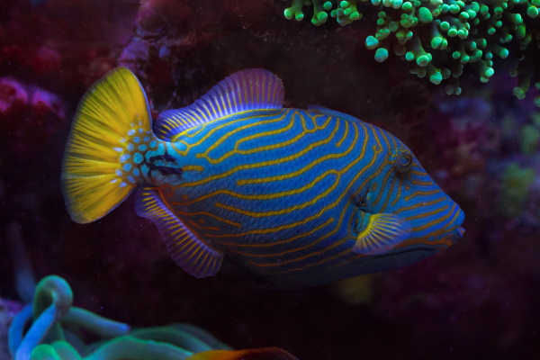 Fish