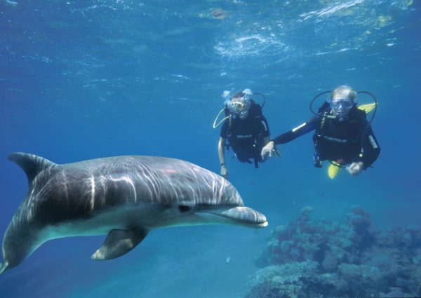DOLPHIN
