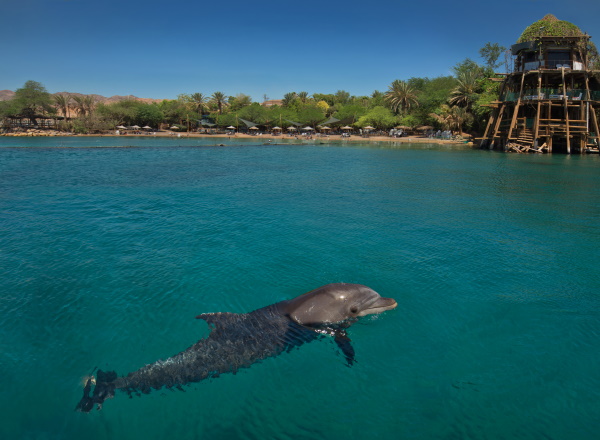 Dolphin